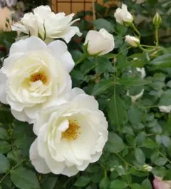 ピコ様 リクエスト 2点 まとめ商品