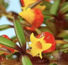 メディオカルカー デコラタム 小型の原種着生蘭 鉢なし発送 - メルカリ