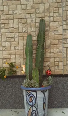 輸入苗 opuntia grandiskk 1985 オプンチア サボテン - メルカリ