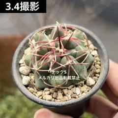 2026年最新】サボテン、の人気アイテム - メルカリ