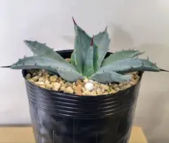 2026年最新】姫吉祥天の人気アイテム - メルカリ