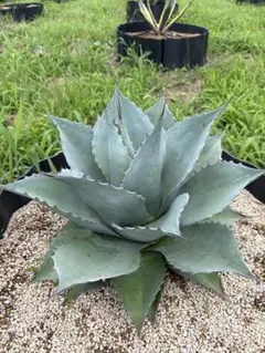 アガベ Agave オバティフォリア トランカータ ハイブリッド 斑入り 縞