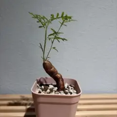 オペルクリカリア　ヒファエノイデス　根差し　塊根植物 コーデックスのサムネイル