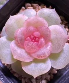 ジ*ン様 実生苗　多肉植物　エケベリア　無尽灯　2-3cm 抜き苗　1株