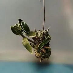 ケンケン様 リクエスト 2点 まとめ商品