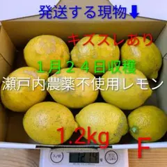 F １月２４日収穫　新鮮！瀬戸内の農薬不使用レモン　キズスレあり