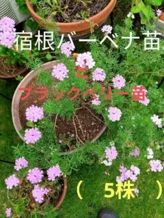 うめたま様 リクエスト 2点 まとめ商品