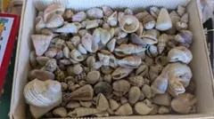 貝殻セット 様々なサイズと色