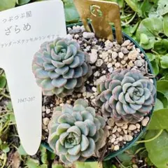 2026年最新】つぶつぶ ざらめの人気アイテム - メルカリ