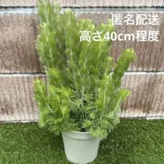 【匿名配送】アデナンサス ウーリーブッシュ 1鉢のサムネイル
