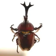 24mm♀】カブトハナムグリ 標本 - メルカリ