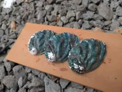 色出洗浄済あわび貝殻 大サイズ3個