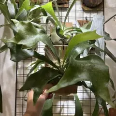 2025年最新】バンナA ビカクシダの人気アイテム - メルカリ