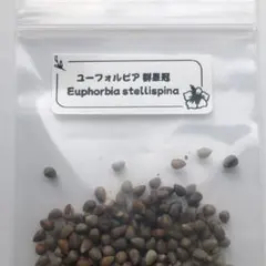 種子】ユーフォルビア サピニー 3粒 Euphorbia sapinii - メルカリ