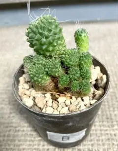 o*n様 月晃殿からの実生 大株 鉢植え メルカリ便送料込み 楽天市場】guサボテン 月晃殿 7.5cmポット : フラワーネット 日本花キ流通