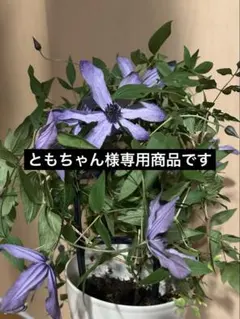 クレマチス流星　挿し木　4本のサムネイル