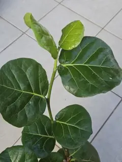 シーグレープ　観葉植物のサムネイル