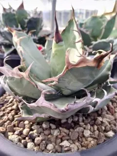 Noon様 リクエスト 3点 まとめ商品