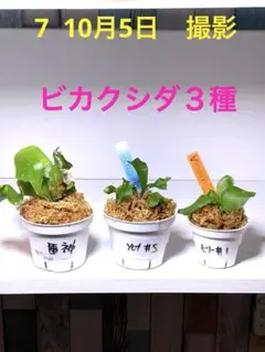 ビカクシダ　雷神　風神　セット  日本では風神、雷神と呼ぶ事が 多いのでビカク本にはそう書き