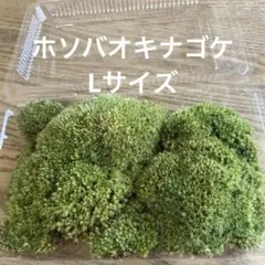 ホソバオキナゴケ　Lサイズのサムネイル