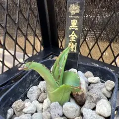 アガベ チタノタ 金蟾 OC株❗️台湾産 ブツブツ系 - メルカリ