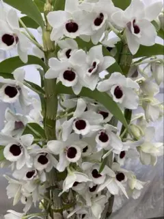 【こっすー様専用】ユキダルマ“クイーン“（来シーズン開花予定株）