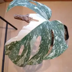 美斑】モンステラ デリシオーサ グリーンスノー 鉢ごと発送！ - メルカリ