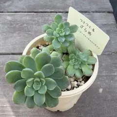 つぶつぶ屋さん　ざらめ　札無しのサムネイル