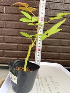 293 バラ苗 バラ挿し木苗 あ - メルカリ