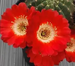 Leaf様 リクエスト 2点 まとめ商品