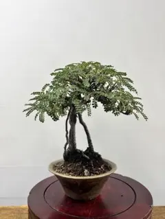 イソザンショウ 磯山椒 盆栽 BONSAI 和製パキプス - メルカリ