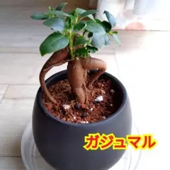 神秘的なガジュマルの木☆幸運のエネルギー カッコいいストーン風