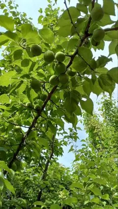 豊後梅( 青梅 )北信濃産地直送 。梅漬け、梅干し、梅酒・梅シロップ、梅ジャム。のサムネイル