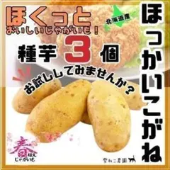 2026年最新】ドラゴンレッド種芋の人気アイテム - メルカリ