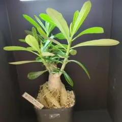 アデニウム ソマレンセ 塊根植物 コーデックス - メルカリ