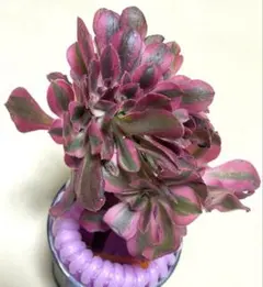 【専用】アエオニウム　綴化18点セット 専用】アエオニウム 綴化18点セット 専用】アエオニウム 綴化18点セット