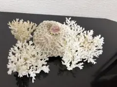 美品 珊瑚礁 置物 ガラスケース入り 特大 48cm - メルカリ