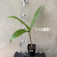 ハワイ産沖縄育ちのティーリーフ - メルカリ