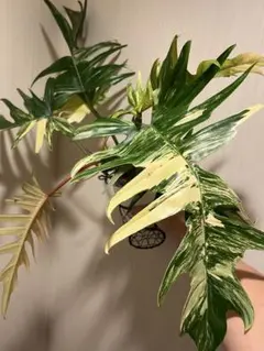 dreamland様 リクエスト 2点 まとめ商品