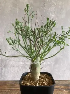 2025年最新】ペラルゴニウムクリズミフォリウムの人気アイテム