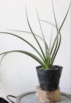 ハンカチの木 ダビデア 実生苗 樹高40cm～60cm - メルカリ
