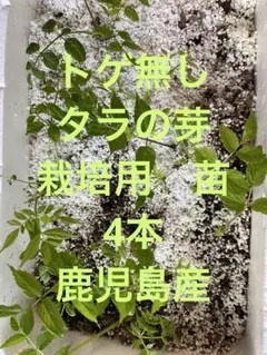 トゲなし　タラの芽　栽培用　苗　4本　鹿児島産のサムネイル