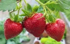 春苺苗Ⅶ（農薬不使用・有機栽培）