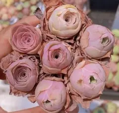 な*ち様 グリーノビア　ピンクブーゲン　七苗　アエオニウム　多肉植物