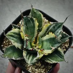 2025年最新】白鯨錦の人気アイテム - メルカリ