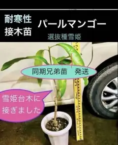 摘果マンゴー7kg - メルカリ