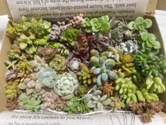 多肉植物　☆カラフルカット苗セット☆ メルカリ便配送