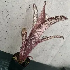 極上株ビルベルギア ダークプリンス Billbergia Dark Prince - メルカリ