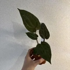 Anthurium AOS✖️RVDP斑入り - メルカリ