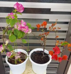 2026年最新】ブーゲンビリアの人気アイテム - メルカリ